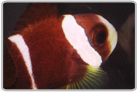 Barrier Reef Clownfish